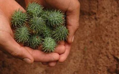 Empresa desenvolve biodiesel da mamona e já atrai comprador