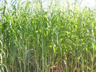 Brasil terá primeira termelétrica a capim do planeta
