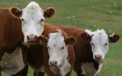 Produção de carne bovina é mais poluente que de outras proteínas animais