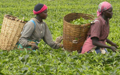 Aumento na produção agrícola mundial não é sinônimo de fim da fome, afirma FAO