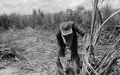 SP: agropecuária, setor têxtil e construção lideram casos de trabalho escravo