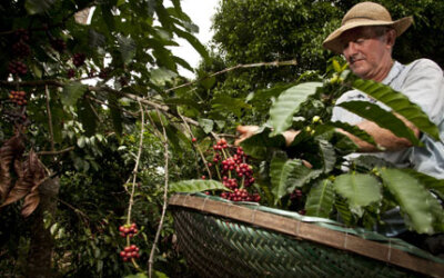 Agricultura comercial causou 70% do desmatamento na América Latina