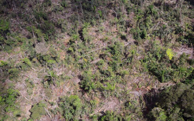 Para ambientalistas, novo Código Florestal contribuiu para aumento no desmatamento