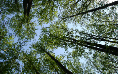 Florestas são a chave para economia verde na Europa