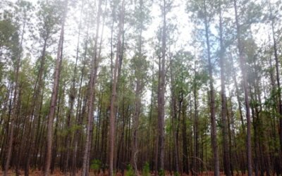 Dia de Proteção à Floresta lembra a importância da preservação do Meio Ambiente